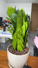 繽賢大金錢樹盆景綠植陶瓷盆花卉室內(nèi)易養(yǎng)活招財寓意四季常青凈化空氣 大號金錢樹+心心相印陶瓷盆 #22 曬單實拍圖