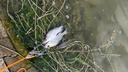 領(lǐng)峰26款凌路亞竿鱸魚竿鱖魚竿泛用遠(yuǎn)投竿槍柄直柄FUJI SIC導(dǎo)環(huán) 2.46m 812M 直柄 中快調(diào) 曬單實拍圖