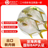 環(huán)球水產(chǎn)冷凍南海金鯧魚(yú)2斤/2條 生鮮魚(yú)類(lèi) 火鍋 深海魚(yú) 海鮮水產(chǎn) 家庭聚餐 曬單實(shí)拍圖