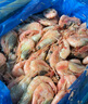 仁豪水產(chǎn) 熟凍北極甜蝦 凈重1斤 60-85只/袋 即食冰蝦 解凍即食 家庭聚餐 曬單實(shí)拍圖