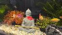 當貝智能生態(tài)魚(yú)缸1Ultra 一體缸自循環(huán)魚(yú)缸+希騰聚財山造景套餐 曬單實(shí)拍圖
