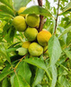 蜂糖李子樹(shù)苗南北方種植嫁接錢(qián)排三華李樹(shù)苗特大早晚熟當年結果樹(shù) 3公分粗【當年結果】 嫁接李子樹(shù)苗【品種備注】 曬單實(shí)拍圖