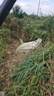 漢鼎魚(yú)竿路亞竿套裝新手小白竿碳纖維魚(yú)桿手桿釣魚(yú)竿漁具套裝 2.13m 曬單實(shí)拍圖