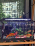 獨寵你魚(yú)缸懶人魚(yú)缸家用客廳辦公室塑料金魚(yú)缸新升級背濾款一體缸 曬單實(shí)拍圖