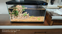 米家（MIJIA）小米米家智能生態(tài)魚缸還原自然生態(tài)補倉一次三月無憂出差旅行必備 曬單實拍圖