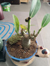 重瓣沙漠玫瑰盆栽花苗老樁植物四季花卉綠室內(nèi)陽臺(tái)小盆景好養(yǎng)易活 精品紅色8年苗【發(fā)兩盆】原盆原土【當(dāng)年開花爆盆+肥 曬單實(shí)拍圖