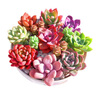 多肉植物組合盆栽陽(yáng)臺桌面喜陽(yáng)植物帶盆土果凍顏色 24顆隨機不重復【24個(gè)彩盆和土】 曬單實(shí)拍圖