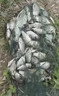 釣鯉魚(yú)專(zhuān)用餌料四季通用野釣專(zhuān)用黑坑螺鯉專(zhuān)攻一包搞定爆護魚(yú)餌料 1包【試用裝】新手也爆護 曬單實(shí)拍圖