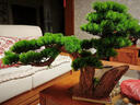 赟婭崖柏盆景仿真迎客松綠植盆景擺件造景酒店裝飾仿真樹(shù)玄關(guān)室內景觀(guān) 迎客松盆景 曬單實(shí)拍圖