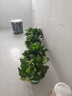 雙盟綠蘿盆栽除甲醛花卉綠植辦公室新房凈化空氣180加侖4盆裝源頭直發(fā) 曬單實拍圖
