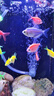 森森魚(yú)缸增氧泵水族箱氧氣泵LQE-50家用小型充氧泵3W單孔+全套配件 曬單實(shí)拍圖