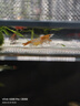 森悠（SARYOR）黑殼蝦除藻蝦淡水鮮活觀(guān)賞蝦清潔魚(yú)耐活好養熱帶觀(guān)賞魚(yú)寵物水晶蝦 大號多彩蝦套餐四 曬單實(shí)拍圖