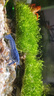 噢水噢鰲蝦觀(guān)賞蝦魚(yú)缸淡水寵物大型水族活體蝦龍紋天空藍魔紅白藍小鰲蝦 鰲蝦4厘米隨機6只 曬單實(shí)拍圖