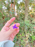 佳農(nóng) 菲律賓進(jìn)口菠蘿 2個裝 鳳梨 單果凈重2斤 新鮮水果 源頭直發(fā)   曬單實拍圖