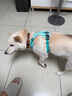 拉夫威爾ruffwear嗨輕狗狗胸背帶狗背帶中小型犬雪納瑞背帶式狗狗牽引繩 鼠尾草綠/霧森綠 XS 曬單實(shí)拍圖