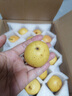 趣覓鮮鞍山南果梨香水梨子禮盒裝正宗東北特產(chǎn)南國梨子紅皮新鮮水果 5斤帶箱黃果40個(gè)左右 曬單實(shí)拍圖
