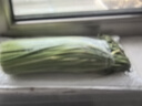 新鮮長(cháng)蒜苔30cm長(cháng)度粗細適中色澤飽滿(mǎn)高品質(zhì)生鮮蒜苔 蒜臺3斤 曬單實(shí)拍圖