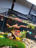 坤寧王金晶超白玻璃魚(yú)缸40造景裸缸客廳桌面溪流缸一體缸水族箱40*23*25 曬單實(shí)拍圖