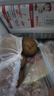 佳沛（zespri）綠果 優(yōu)選果12粒單果113-135g  中秋水果禮盒 獼猴桃 曬單實拍圖