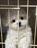 寵鮮萊純種比熊幼犬寵物狗狗活體小狗活物幼崽飛耳比熊小體小型犬 寵物級 公 曬單實(shí)拍圖