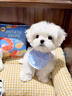 春燕美寵純種韓版馬爾濟(jì)斯犬幼犬活體幼崽寵物犬小型寵物狗馬爾濟(jì)斯寵物狗 寵物級 請聯(lián)系客服選 曬單實拍圖