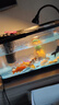 錦鯉魚(yú)活體觀(guān)賞魚(yú)活魚(yú)小型易養冷水淡水魚(yú)小魚(yú)苗錦鯉金魚(yú)好看錦鯉 8-10cm 六色錦鯉套餐6條 曬單實(shí)拍圖