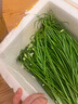 壽禾小茴香種子苗多茬農(nóng)家秋季種植四季蔬菜籽 濰豐濰常小茴香種子25g 曬單實(shí)拍圖