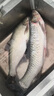 川澤高端競技線組成品主線組PE加固配件全套魚線主線綁好黑坑大物線組 5.4米PE加固線組(3卷裝) 2.0號 曬單實拍圖