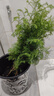 花e流水杉樹樹苗盆景日式風(fēng)格綠植盆栽小綠植微型植物水杉小造型苗捷成 50厘米高10棵-J65 曬單實拍圖