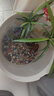 吉品鴻魚(yú)飼料豐年蝦卵脫殼幼魚(yú)苗開(kāi)口魚(yú)糧小型燈科魚(yú)斗魚(yú)通用魚(yú)食100克 曬單實(shí)拍圖