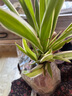 新品綠植金邊金心吊蘭濃香重瓣大花綠植花卉四季開(kāi)花盆栽?xún)艋諝?紅吊蘭（當年開(kāi)花） 曬單實(shí)拍圖