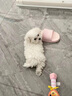 純種比熊幼犬小型犬米奇耳比熊犬飛耳比熊法國卷毛小體型活寵物狗 血統(tǒng)級 精品比熊 公 曬單實(shí)拍圖