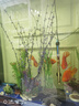 清道夫淡水清潔魚(yú)缸魚(yú)一公一母小型清道夫金魚(yú)清理魚(yú)缸的魚(yú) 15-16厘米黑色一條 曬單實(shí)拍圖