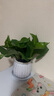 【綠蘿盆栽帶精致南瓜儲水盆】吸甲醛凈化空氣水培綠植物花卉好養(yǎng) 【爆款2盆】綠蘿+白色南瓜盆自吸水 整體含盆高度20-25cm 曬單實拍圖