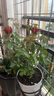 景郁春 JIRYUCUR玫瑰花苗特大花月季花苗綠植陽(yáng)臺盆栽薔薇花苗卡羅拉源頭直發(fā) 曬單實(shí)拍圖