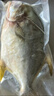 翔泰 海南金鯧魚凈重900g 2條裝  魚類生鮮 燒烤 火鍋食材 海鮮水產(chǎn) 曬單實拍圖