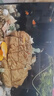 小型觀賞魚孔雀魚米奇魚斑馬魚白云金絲金苔鼠魚小型熱帶魚活體魚 孔雀斑馬米奇各4條+金苔鼠2條 曬單實(shí)拍圖