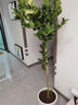 花行榜大型綠植物客廳室內盆栽花卉帶果檸檬樹(shù)1.4-1.6m菱形盆源頭直發(fā) 曬單實(shí)拍圖