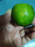 正宗塔希提無(wú)籽青檸檬香水檸檬薄皮小青檸奶茶店飲品搭檔 2斤 曬單實(shí)拍圖