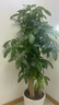 嘆為觀止大型植物發(fā)財(cái)樹(shù)各種大顆盆栽開(kāi)業(yè)喬遷客廳辦公室內(nèi)好養(yǎng)大型花卉 三桿發(fā)財(cái)樹(shù)【1.6-1.8米】 含盆 曬單實(shí)拍圖