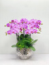 Only you【兩小時(shí)達(dá)】蝴蝶蘭帶花苞花劍花盆真花蘭花盆栽開業(yè)教師節(jié)禮物 8株紫色（瓷盆隨機(jī)） 曬單實(shí)拍圖