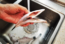 新鮮藍尾剝皮扒皮魚(yú)耗兒魚(yú)馬面魚(yú)新鮮活速凍海鮮水產(chǎn)捕撈廣東發(fā)貨 高品質(zhì)藍尾扒皮魚(yú) 高品質(zhì)藍尾扒皮魚(yú)三斤實(shí)惠裝 曬單實(shí)拍圖