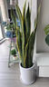 花翁大型綠植物客廳室內盆栽花卉金邊虎皮蘭0.9-1m[子彈頭盆]源頭直發(fā) 曬單實(shí)拍圖