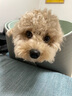 伯納天純小型成犬糧泰迪比熊博美天然糧櫻桃味狗糧10kg/20斤 曬單實(shí)拍圖