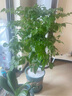 幸福樹(shù)客廳大盆栽室內好養花卉盆景綠植辦公室四季常青植物 幸福樹(shù)70-90厘米【原土原盆】 曬單實(shí)拍圖
