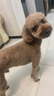 倍耐力防爆胎235/55R19 101V 蝎子Scorpion Verde(R-F)(MOE)原配奔馳GLC 曬單實(shí)拍圖