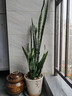 中大型金邊虎皮蘭多肉植物花卉新房辦公室虎尾蘭綠植盆栽6-8棵 虎皮蘭60-80cm高6-8棵含白菱形塑料盆送底托 曬單實(shí)拍圖