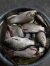 金龍 魚(yú)餌競技黑坑野釣米之誘米飯餌白餌蝦滑鯽魚(yú)餌料配方 米之誘3# 米之誘3號2包 曬單實(shí)拍圖