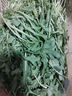 槿饈芝麻菜500g 新鮮蔬菜沙拉食材 生菜西餐 火箭菜 新鮮采摘基地直發(fā) 新鮮芝麻菜250g 曬單實(shí)拍圖