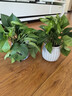 特價(jià)綠蘿盆栽室內客廳辦公室吸甲醛凈化空氣水培植物綠植花卉好養 【爆款2盆】綠蘿+白色南瓜盆自吸水 整體含盆高度20-25cm 曬單實(shí)拍圖
